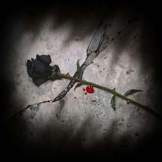 Forum Gratuit L Ordre De La Rose Noire