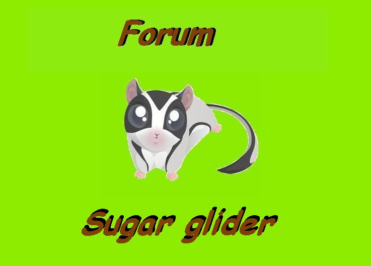 Forum Sugar Glider