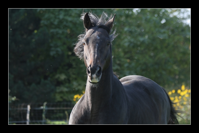 // Mes Séances d'Equitation ! Img_8611