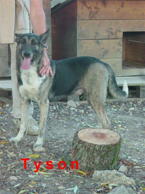 Tyson crois malinois LL - SPA DE SARREBOURG (57) Tyson110