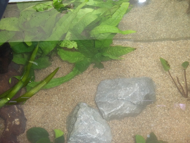 mon premier aquarium pour mes futurs cynops orientalis 100_0211