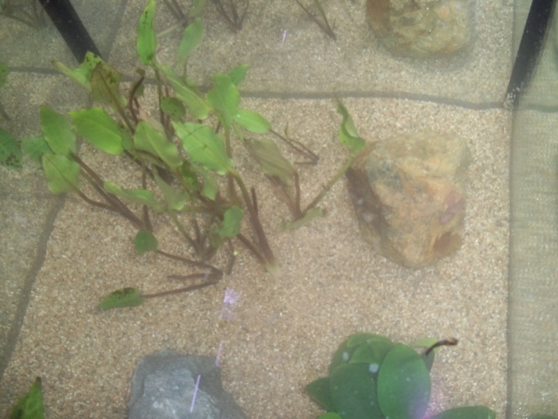 mon premier aquarium pour mes futurs cynops orientalis 100_0214