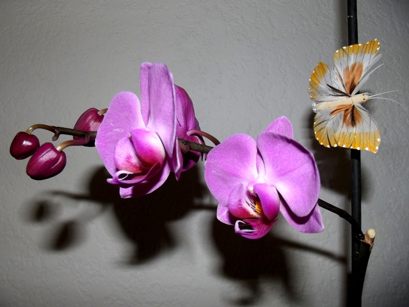 Mon Orchidée Orchid13