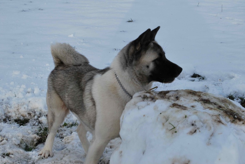 EIKA, femelle akita américain de 3 ans Eiky11