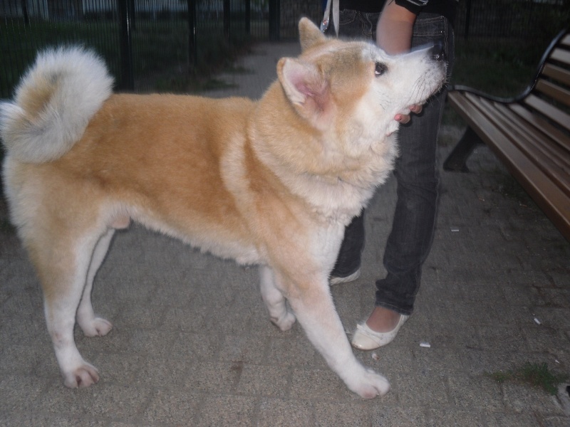 BALTO, akita mâle 3 ans et demi [ADOPTE] Elky_e12