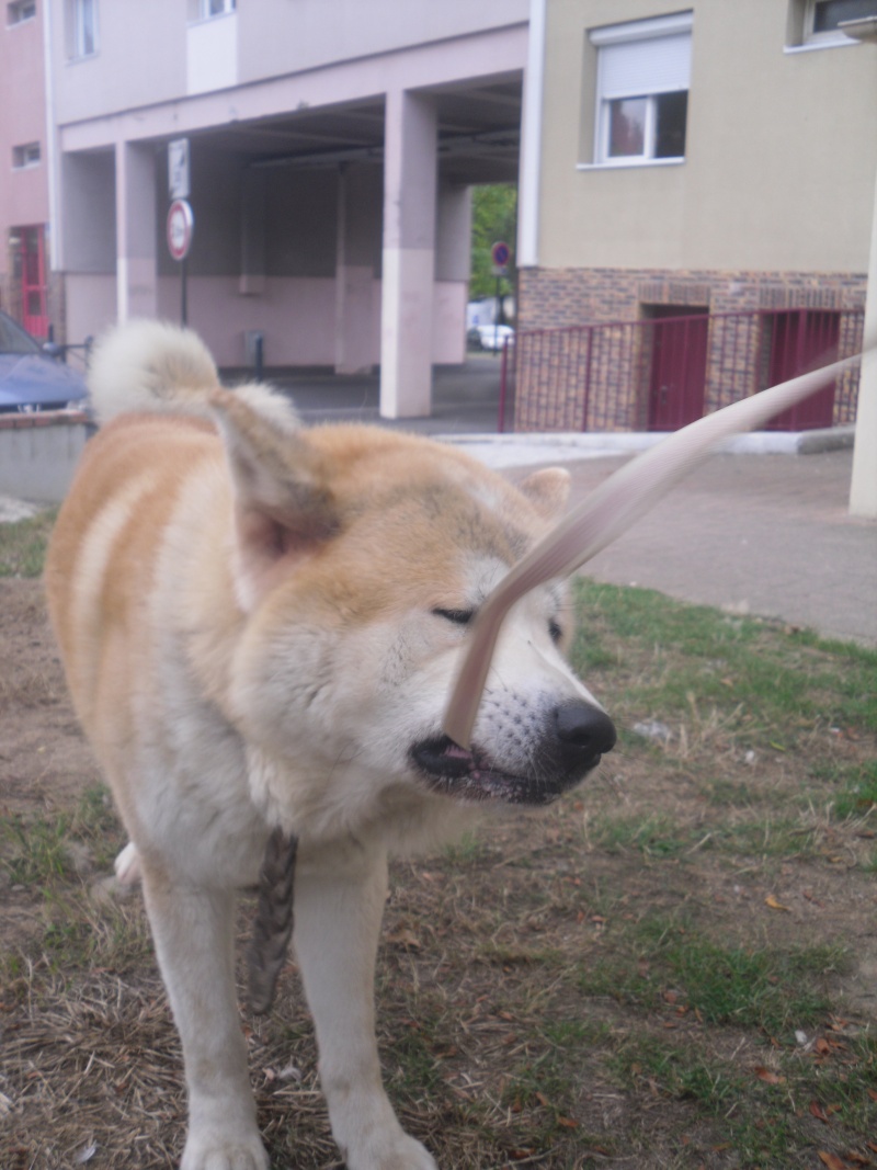 BALTO, akita mâle 3 ans et demi [ADOPTE] Nakayo12