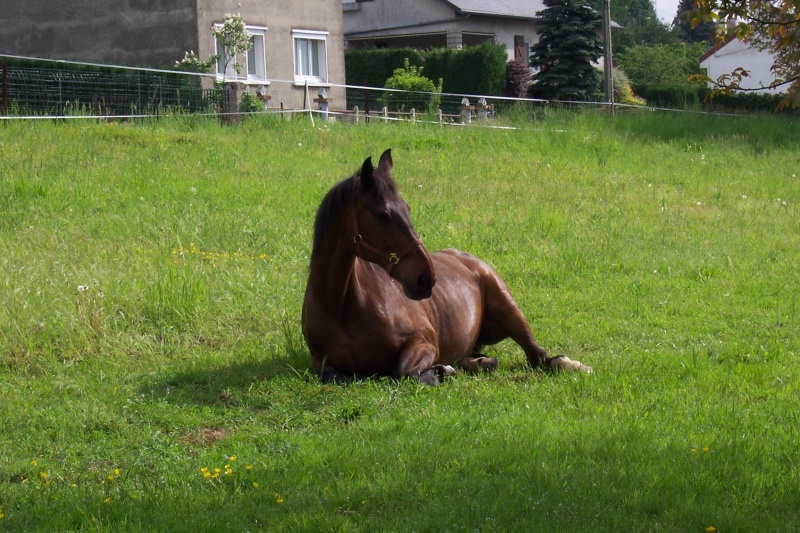 coucou des ardennes 100_0811