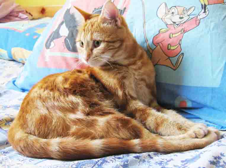 Jeune chatte rousse  adopter Baya110