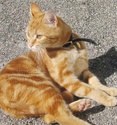 Jeune chatte rousse  adopter Baya211