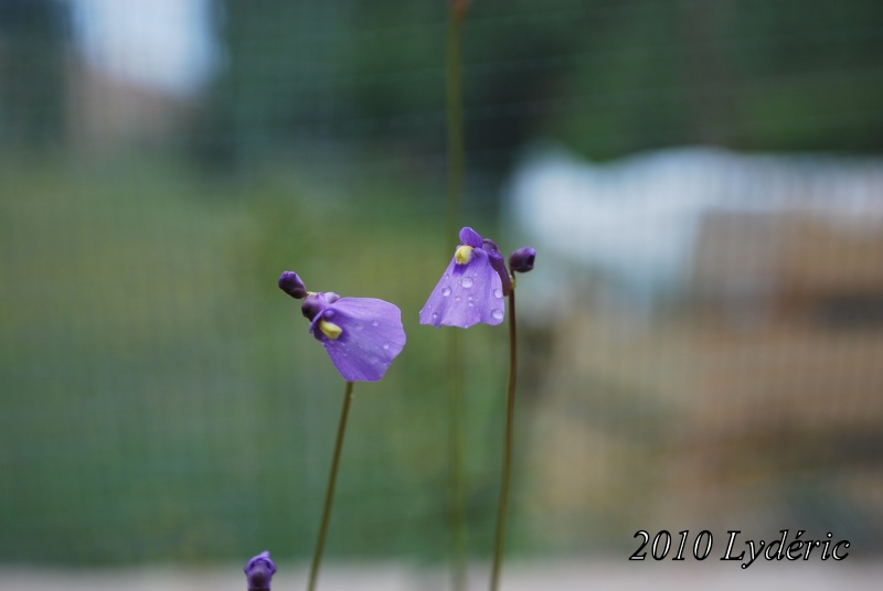 Album photos lyde mis à jour le  28/09/2011 1810