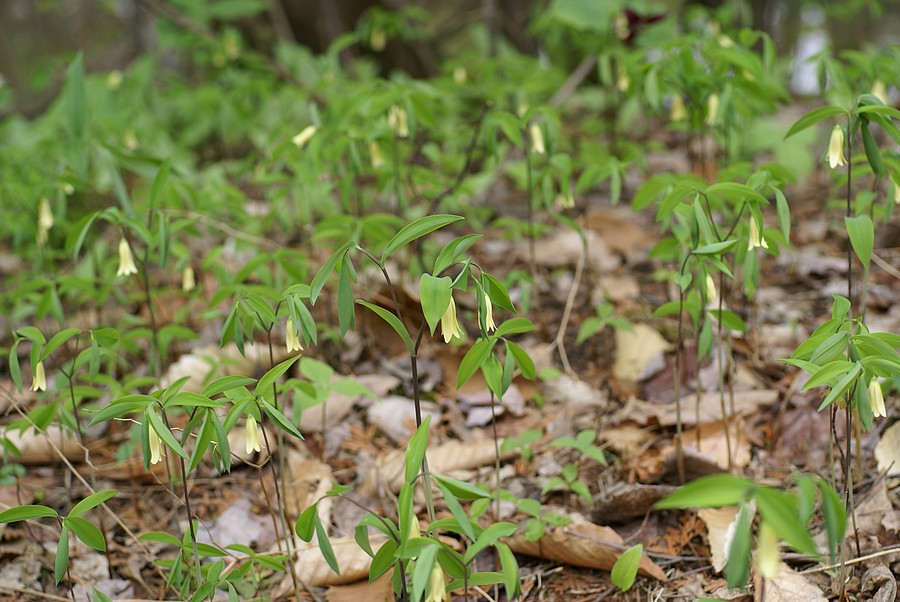 Uvulaire à feuilles sessiles [Uvularia sessilifolia] Uvular11