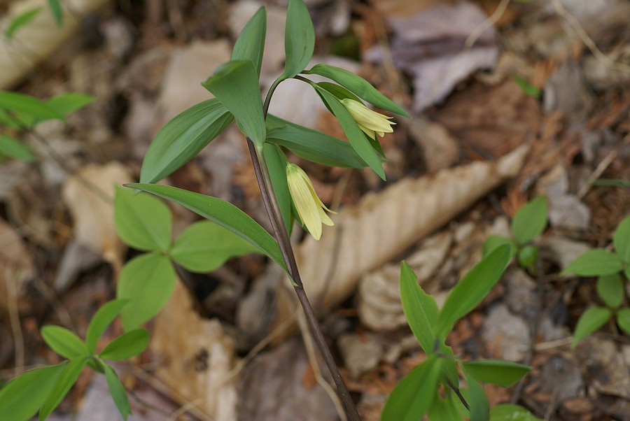Uvulaire à feuilles sessiles [Uvularia sessilifolia] Uvular12