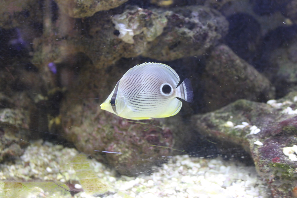 mon 600 l Img_2815