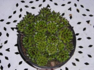 Succulentes (problème) Dscn6914