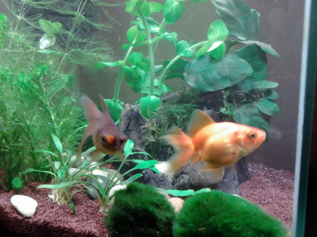[donne] poisson rouge fantail et poisson rouge pompons Photo020