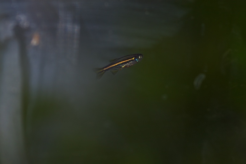 S'agit-il d'un danio rerio? Imgp1712