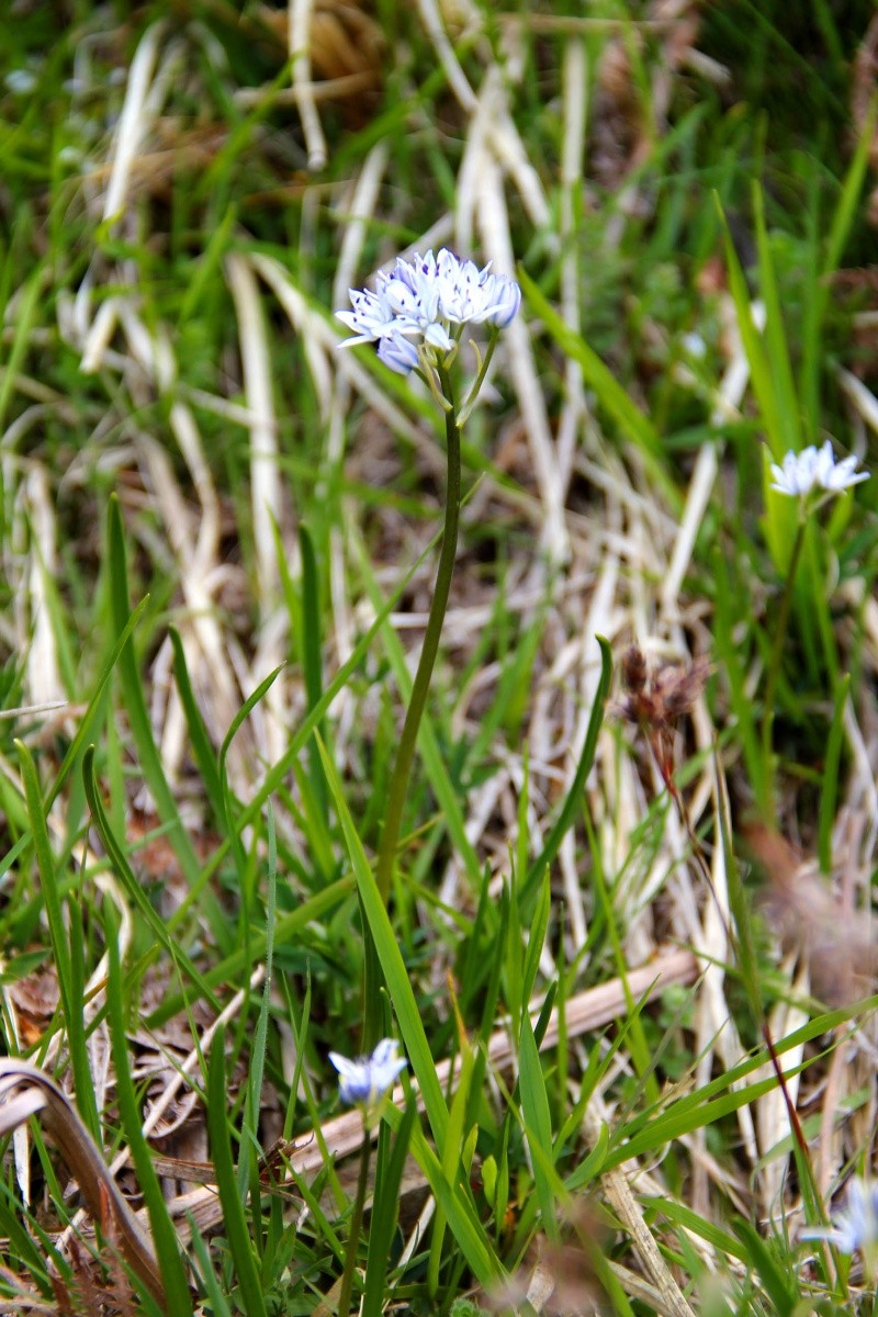 Le printemps est là - saison 2... - Page 2 Img_2644