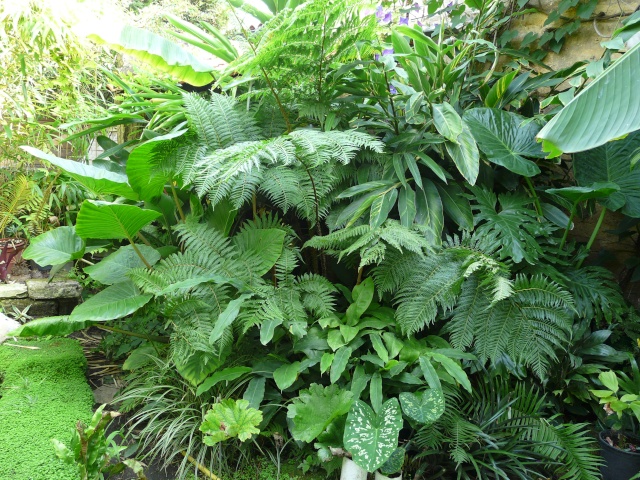 Alpinia zerumbet, une vraie mauvaise herbe dans mon climat P1340810