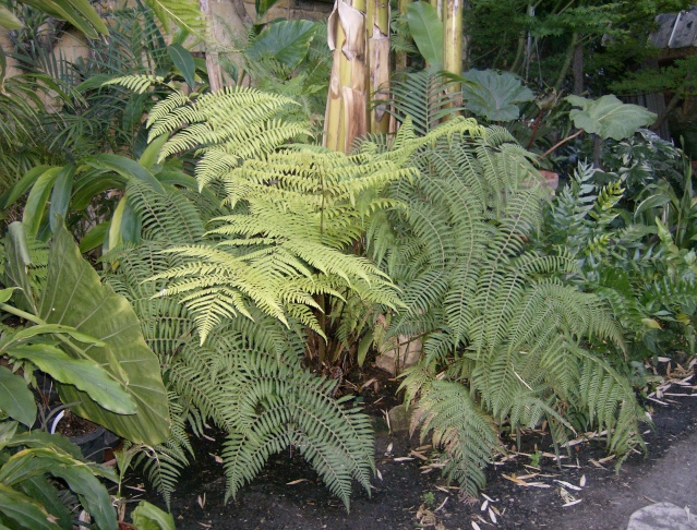 Cyathea brownii : suivi du déroulement d'une crosse Photo_15