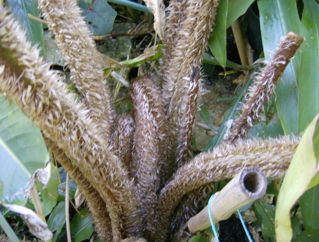 Cyathea brownii : suivi du déroulement d'une crosse Photo_25