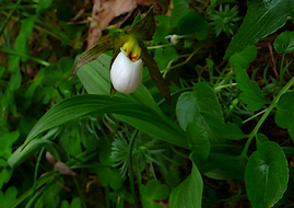 Cypripedium montanum Sans_t97