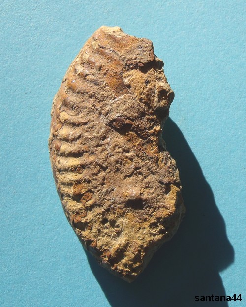 fragment de fossile  d'ammonite  Boucle61