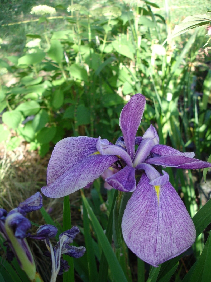 Iris ensata 02710