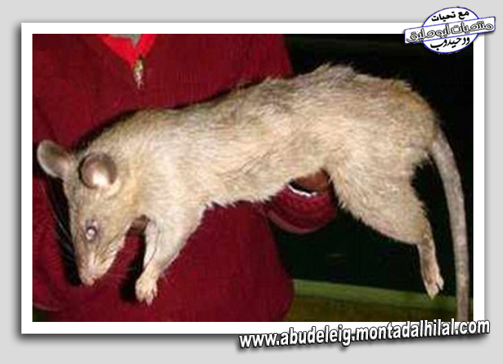فأر عملاق بحجم القط يأكل طفلان في جنوب أفريقيا  Africa11