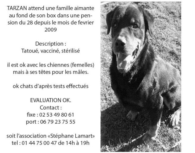 urgent pour tarzan rottweiler 8 ans qui attend depuis trop longtemps (28) 36061_10