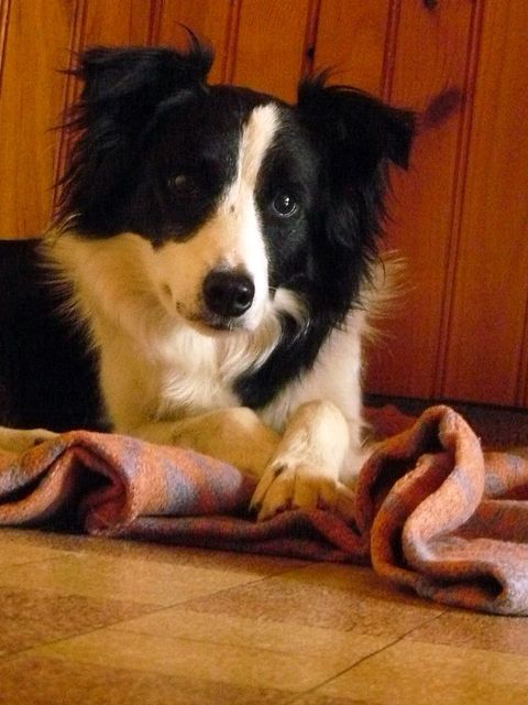 Cléo, border collie, 2ans et demi au Refuge de Landerneau Photos10