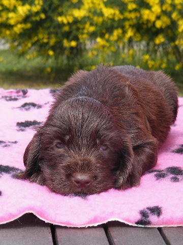 Le Field spaniel 2011_014