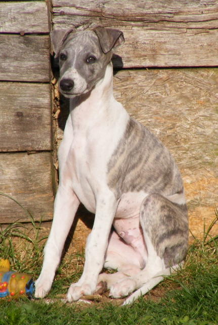 Des bébés whippet bien au chaud ????? - Page 8 2011_029