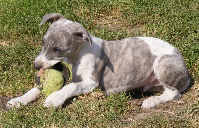 Des bébés whippet bien au chaud ????? - Page 8 Gunao11