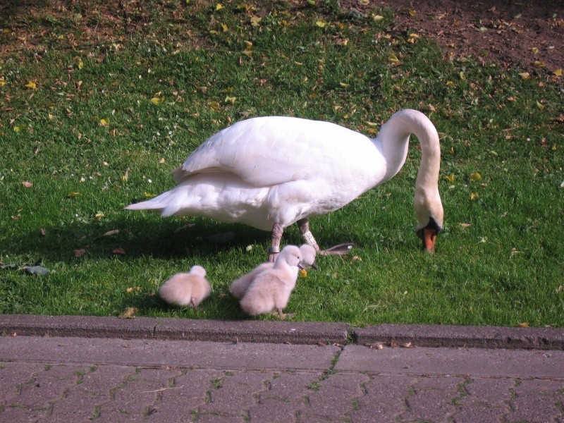 Mes voisins à plumes ... canards, oies, cygnes ... Bb1110