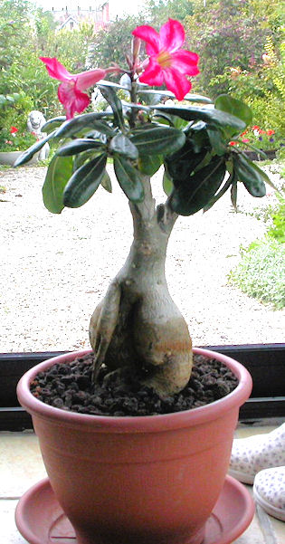 Adenium "red harry" rempotage Dscn4510