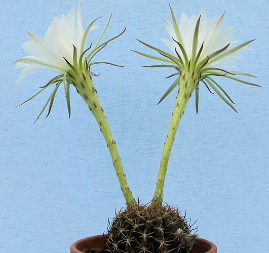 Echinopsis ancistrophora ssp arachnacantha - 12 ans - diamètre : 6.90 cm Dscn4822