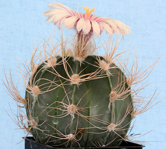 Astrophytum senile fma pink flower - 7 ans - diamètre 7.50 cm Img_5819