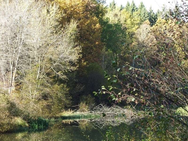 L'été indien dans les Vosges du Nord. Dscf0240