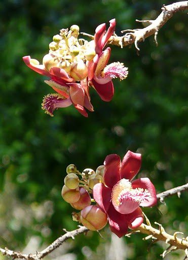 Couroupita guianensis - arbre à boulets de canon Arbre-13