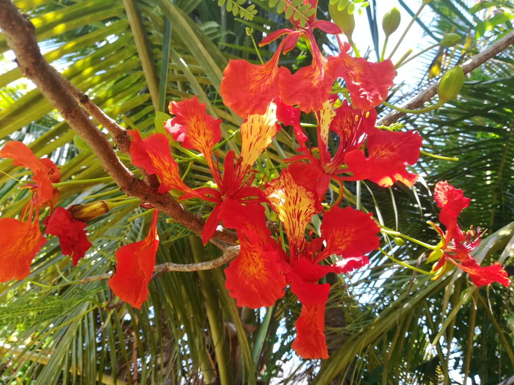 Delonix regia - flamboyant Img_2019