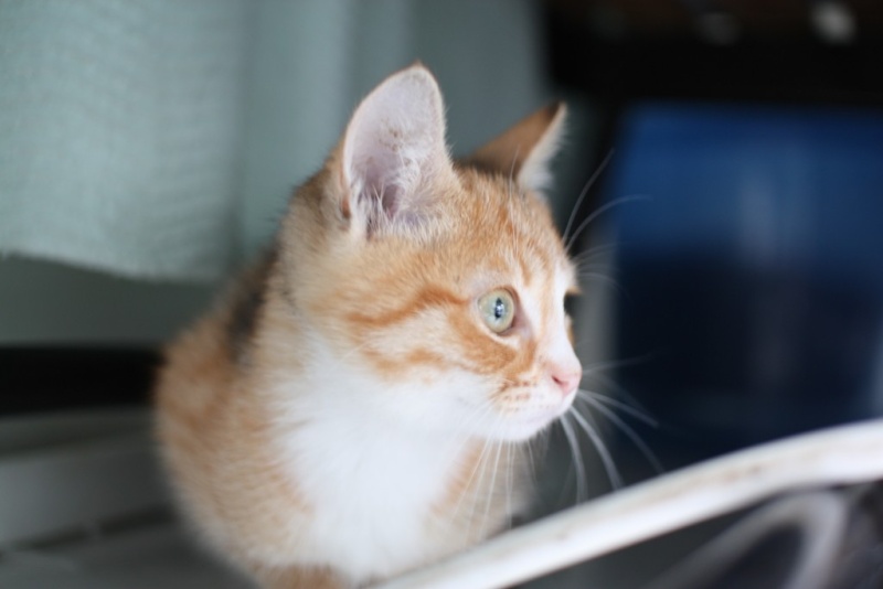 LORELEI, petite chatonne tricolore diluée, née le 11 juin 10 Arriva11