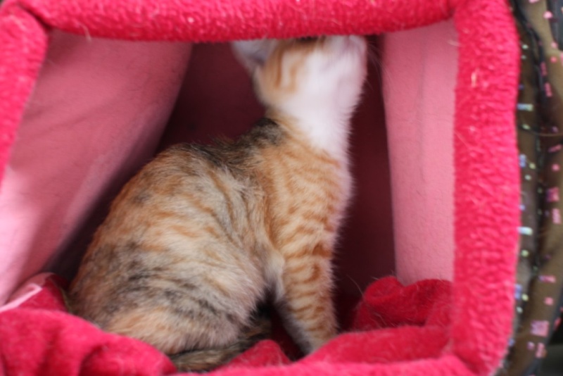 LORELEI, petite chatonne tricolore diluée, née le 11 juin 10 Arriva12