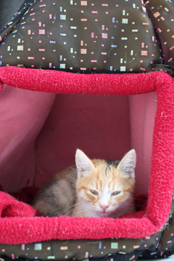 LORELEI, petite chatonne tricolore diluée, née le 11 juin 10 Arriva13