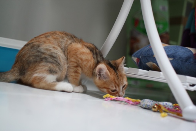 LORELEI, petite chatonne tricolore diluée, née le 11 juin 10 Img_0513