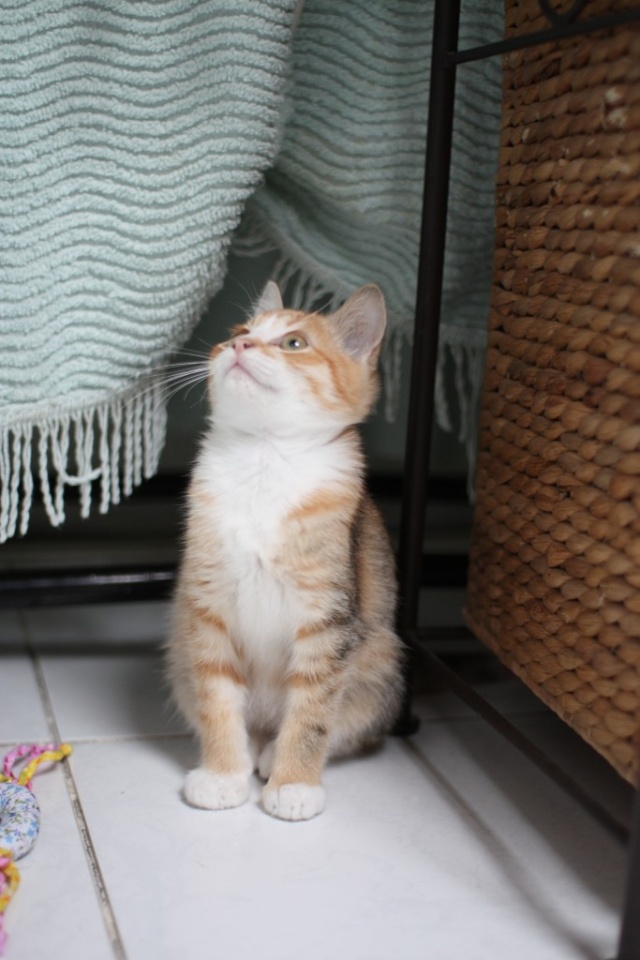 LORELEI, petite chatonne tricolore diluée, née le 11 juin 10 Img_0515