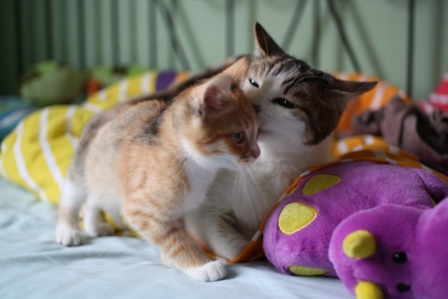 LORELEI, petite chatonne tricolore diluée, née le 11 juin 10 Img_0516