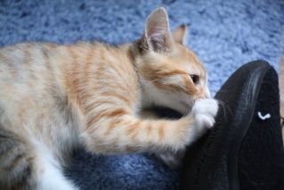 LORELEI, petite chatonne tricolore diluée, née le 11 juin 10 Img_0610