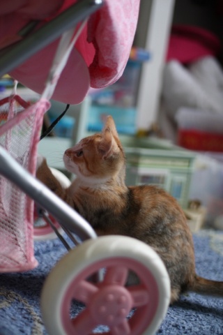 LORELEI, petite chatonne tricolore diluée, née le 11 juin 10 Img_0612