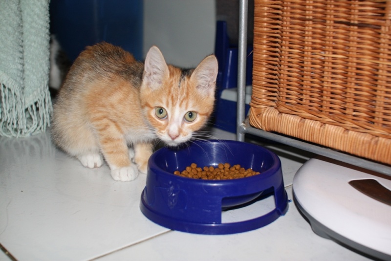 LORELEI, petite chatonne tricolore diluée, née le 11 juin 10 Lorele11