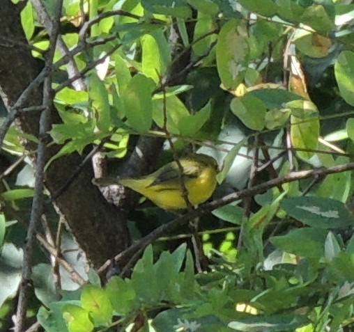 êtes-vous d'accord avec un roitelet à couronne rubis? Dscn5710